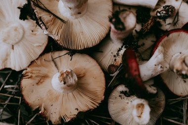 Raw mushrooms in a woven basket, a rustic autumn harvest scene. Two freshly picked mushrooms rest inside a woven basket, ready for cooking or display. Fungi picking in autumnal season. October forest.