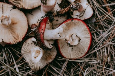 Raw mushrooms in a woven basket, a rustic autumn harvest scene. Two freshly picked mushrooms rest inside a woven basket, ready for cooking or display. Fungi picking in autumnal season. October forest.