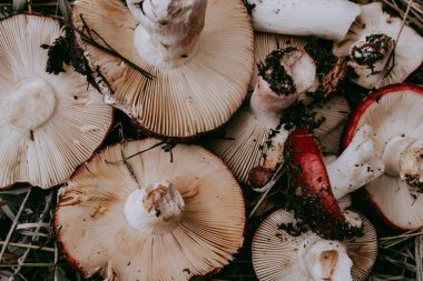 Raw mushrooms in a woven basket, a rustic autumn harvest scene. Two freshly picked mushrooms rest inside a woven basket, ready for cooking or display. Fungi picking in autumnal season. October forest.