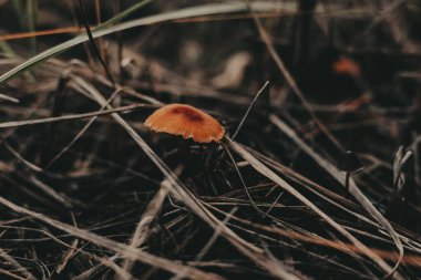 A vibrant orange mushroom stands out in a field of dried grass and foliage. This image captures a solitary mushroom with a striking orange cap, nestled amongst the muted tones of the forest floor