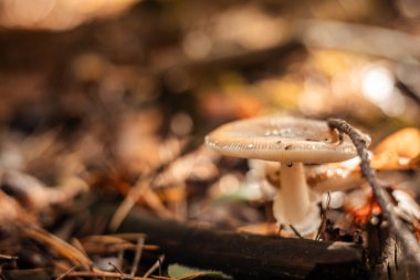 A detailed macro shot of a mushroom in a forest setting with soft bokeh. This image captures a close-up view of a mushroom in its natural habitat, surrounded by blurred foliage. Autumnal forest floor.