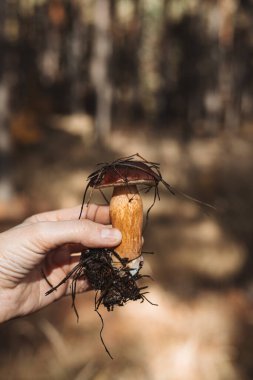 Eşsiz, doğal görünümlü taze koparılmış bir mantarı tutan bir el. Bu görüntü, bir insanın elinde tutulan mantarın ayrıntılı detaylarını gösteren yakın plan bir görüntüsünü yakalar.. 