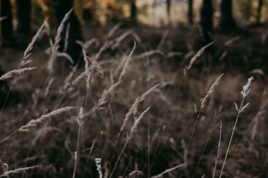 Close-up of tall grass in a forest with a blurred background. The image captures the delicate beauty of nature with a focus on the textures and details of the grass. Dark key moody nature in windy day