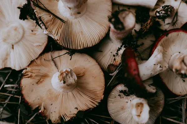 Raw mushrooms in a woven basket, a rustic autumn harvest scene. Two freshly picked mushrooms rest inside a woven basket, ready for cooking or display. Fungi picking in autumnal season. October forest.