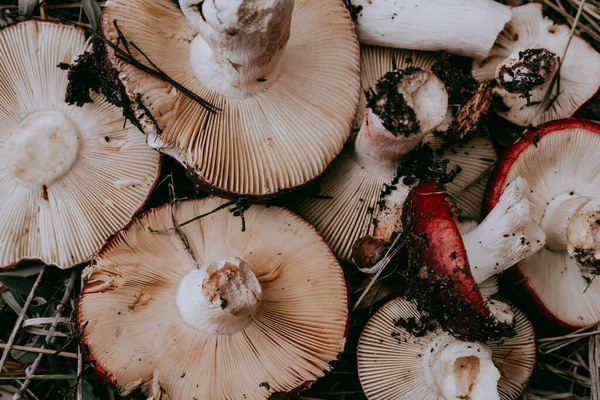 Raw mushrooms in a woven basket, a rustic autumn harvest scene. Two freshly picked mushrooms rest inside a woven basket, ready for cooking or display. Fungi picking in autumnal season. October forest.