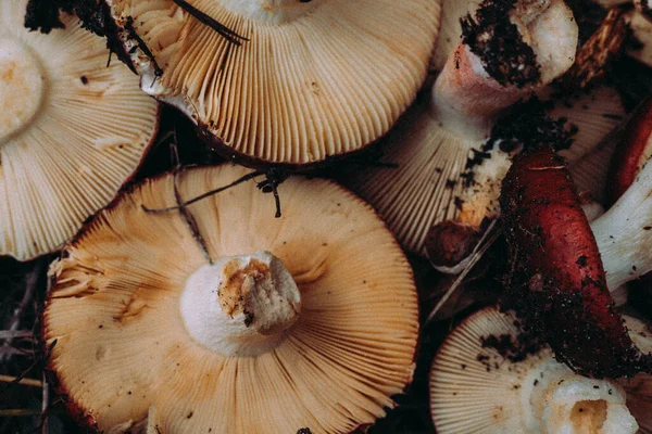 Raw mushrooms in a woven basket, a rustic autumn harvest scene. Two freshly picked mushrooms rest inside a woven basket, ready for cooking or display. Fungi picking in autumnal season. October forest.