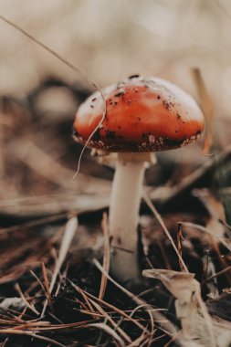 A vibrant red white fly agaric mushroom stands out in a natural forest setting. This eye-level shot captures a single mushroom in its natural environment, surrounded by fallen leaves and pine needles.