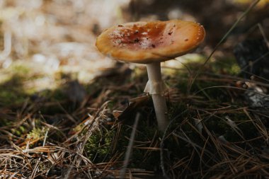 Amanita mushroom growing in a forest with natural sunlight and textures. This image captures a vibrant amanita mushroom in its natural forest environment, surrounded by fallen pine needles and moss. 
