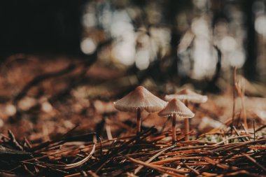 Mushrooms growing in a forest, a natural and earthy scene. These small mushrooms are growing in a bed of pine needles, creating a beautiful natural scene. Autumnal forest in a gloomy day.