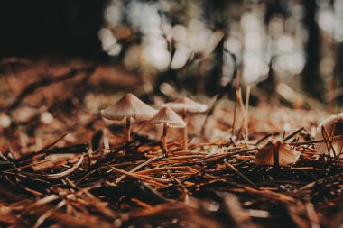 Mushrooms growing in a forest, a natural and earthy scene. These small mushrooms are growing in a bed of pine needles, creating a beautiful natural scene. Autumnal forest in a gloomy day.