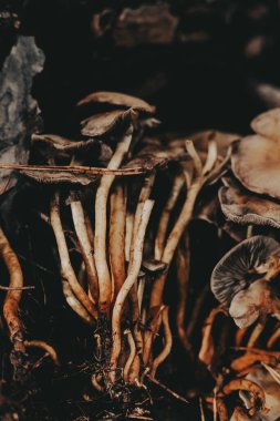 Close-up of wild mushrooms growing in a dark forest environment. These mushrooms thrive in a damp, shaded environment, showcasing their unique textures and colors. 