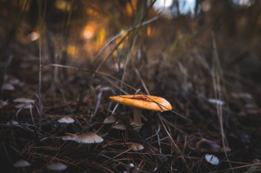 Vibrant orange mushroom growing in a forest with other smaller fungi. This image captures the beauty of nature with a focus on the diverse fungi found in a woodland setting. 