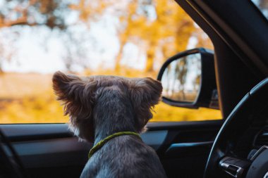 Yorkshire terrier dog gazing out of a car window during a trip on a scenic autumn day. A curious dog enjoys the view with a vibrant fall landscape in the background. A drive by automobile with a pet.