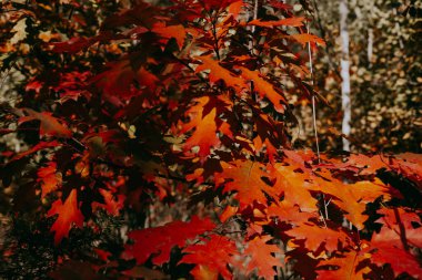 Autumn leaves in vibrant shades of red and orange, a beautiful fall scene. The colorful foliage creates a stunning display of nature's beauty during the autumn season. Wild nature landscape, sunny day