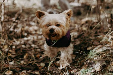 Happy curious and active Yorkshire Terrier dog wearing a purple vest in a forest setting. This adorable Yorkie is enjoying a day outdoors, surrounded by autumn leaves and natural beauty. Dog lifetyle.