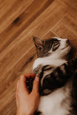 Rahat bir kedi sıcak, ahşap bir zeminde nazik bir şekilde okşamaktan zevk alır. Bir el, tekir kediyi nazikçe okşar ve evde bir huzur ve şefkat anı yaratır. Tahta bir zeminde duran kedi yavrusunun dikey görüntüsü..