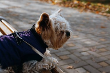 Yorkshire Terrier köpeği güneşli bir sonbahar gününün tadını çıkarıyor. Şirin, şık giyinmiş bir köpek Yorkie, fino köpeği bir park ortamında sonbahar yeşilliklerinin tadını çıkarırken mor bir ceket giyiyor. Yavru köpek..