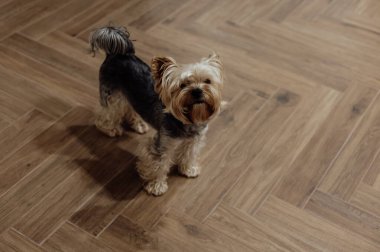 Yorkshire Teriyeri ahşap bir zeminde kameraya bakıyor. Şirin bir Yorkie köpeği, tüylü bir süs köpeği ahşap bir zeminde duruyor ve tuhaf bir ifadeyle yukarı bakıyor. Herringbone parke döşemesi.