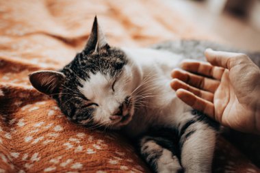 İnsanlarla kedi arasındaki huzurlu bir bağ. Sıcak bir battaniyede uyuyan tekir kediyi nazikçe okşayan bir el. Bir insan ile evdeki sevgili kedisi arasında hassas bir etkileşim.. 