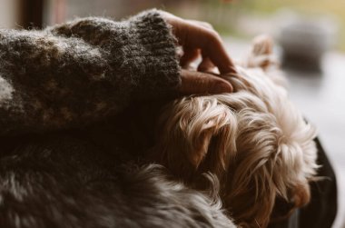 Yumuşak kahverengi kürklü yumuşak bir köpeği nazikçe okşayan bir el insan kucağında bir pencerenin yanında yatıyor. Bir insanın parmakları küçük bir köpeğin kürkünü sevgiyle okşayarak bir bağ ve rahatlık anı yaratır.. 