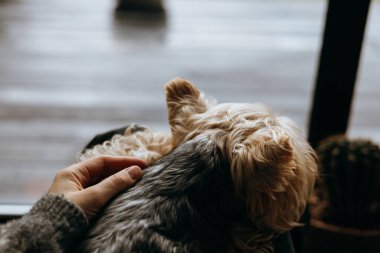 Yumuşak kahverengi kürklü yumuşak bir köpeği nazikçe okşayan bir el insan kucağında bir pencerenin yanında yatıyor. Bir insanın parmakları küçük bir köpeğin kürkünü sevgiyle okşayarak bir bağ ve rahatlık anı yaratır.. 