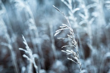 Soğuk bir kış sabahı, bir tarlada buzlu çimenlerin yakın çekimi. Çimenlerin üzerindeki narin buz çok güzel ve sakin bir kış manzarası yaratır. Soğuk mevsim. Vahşi doğa manzarası. Aralık, Ocak.