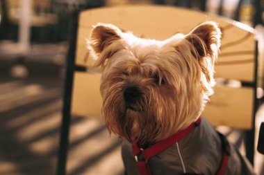 Yorkshire Terrier köpeği güneş ışığında kırmızı bir koşum takımı ve kışlık ceket giyiyor. Kafe terasında kırmızı bir koşum takımı ve sıcak bir kışlık ceket giymiş, gün ışığının tadını çıkaran sevimli bir Yorkie köpeği görülüyor.. 