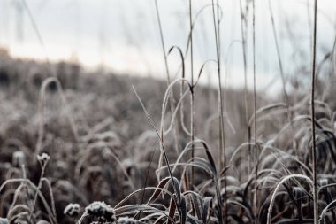 Soğuk bir kış sabahı, bir tarlada buzlu çimenlerin yakın çekimi. Narin buz kristalleri çimenlerin yapraklarında kışın güzelliğini gösteren güzel bir doku oluşturur. Macro çayır çekimi
