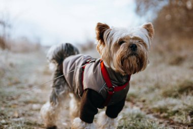 Yorkshire Terrier dog wearing a coat and harness walking outdoors. A cute Yorkie is ready for a walk in a coat and harness on a leash, enjoying the outdoors. Small purebreed doggy, lapdog on a walk.