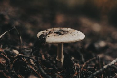 Mushrooms growing in a dark forest with moody, atmospheric lighting. These mushrooms are captured in a low-key, moody style, creating a sense of mystery and intrigue. Dark key moody autumnal forest.