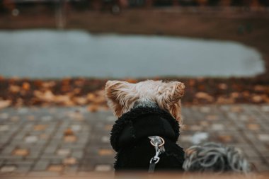 Siyah ceketli Yorkshire Terrier köpeği dışarıda güzel bir sonbahar gününün tadını çıkarıyor. Şirin bir Yorkshire Teriyeri bir parkta sonbahar sezonunun tadını çıkarırken şık bir siyah ceket giyiyor. Köpek yavrusu dışarıda..