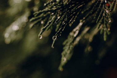 Raindrops on evergreen tree or shrub in a forest. Close-up macro shot of water droplets clinging to the needles of an evergreen branch, a blurred background. The droplets glisten in the soft light.