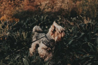 Yorkshire Teriyeri doğada güzel bir günün tadını çıkarıyor. Büyüleyici bir Yorkie köpeği dışarıda yakalanır ve merakla yukarı bakar. Köpek yemyeşil, dingin ve doğal bir ortam ile çevrilidir..