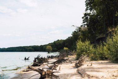 Mavi bir gökyüzünün altında sakin bir gölün yanında kumlu bir sahil boyunca sürüklenen ağaçlar. Huzurlu bir göl manzarası, arka planda yemyeşil orman ile kumlu kıyıya dağılmış sürüklenen odunları içerir.. 