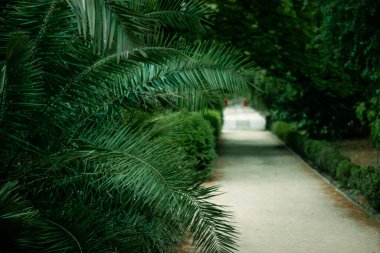 Uzun, boş, sakin bir bahçe yemyeşil bir alanda huzurlu bir gezintiyi davet ediyor. Bereketli yeşilliklerle dolu sakin bir bahçe yolu, uzaklığa doğru uzanır, ön planda palmiye yaprakları.