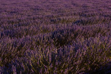 Bloom 'daki Mor Lavanta Tarlası. Geniş bir lavanta tarlasını yakalayan canlı bir görüntü. Mor çiçekler çarpıcı bir şekilde ufka doğru uzanıyor. Provence, Fransa Yazın.