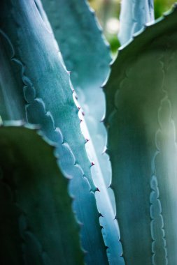 Canlı yeşil agave yaprakları, detaylı dokusu ve keskin kenarları olan yakın plan bir manzara. Canlı yeşil agave yapraklarının yakın plan çekimi, desenli yüzeylerini ve sivri kenarlarını gösteriyor..