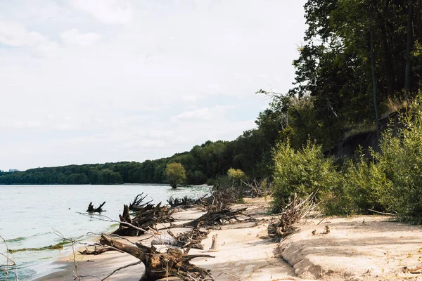 Mavi bir gökyüzünün altında sakin bir gölün yanında kumlu bir sahil boyunca sürüklenen ağaçlar. Huzurlu bir göl manzarası, arka planda yemyeşil orman ile kumlu kıyıya dağılmış sürüklenen odunları içerir.. 