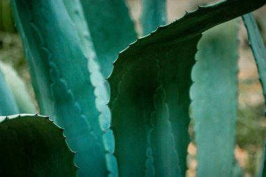 Canlı yeşil agave yaprakları, detaylı dokusu ve keskin kenarları olan yakın plan bir manzara. Canlı yeşil agave yapraklarının yakın plan çekimi, desenli yüzeylerini ve sivri kenarlarını gösteriyor..