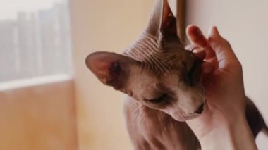 Kılsız bir Sphynx kedinin çenesini nazikçe okşayan bir el. Kürksüz kedinin buruşuk derisi bu hassas anda pürüzsüz insan eliyle çelişiyor. Bir insan ve evcil hayvan, evcil hayvan.