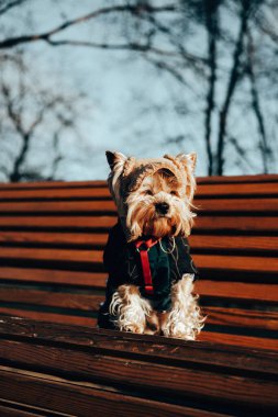 Koyu renk ceketli ve kırmızı koşumlu şirin bir Yorkshire Terrier köpeği ahşap bir park bankında oturur ve kış günü açık havada sıcacık bir anı yakalar. Çok şık giyinmiş bir köpek şapkayla poz veriyor..