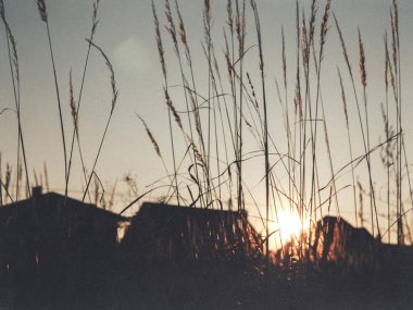 Gün batımı, banliyö evlerinin yakınındaki uzun otların arasından parlıyor. Sakin bir akşam atmosferi, doğa sahnesi, sakin bir mahalle, yavaş yaşam tarzı, sıcak altın saat tonları, huzurlu açık hava havası..