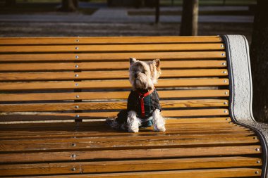 Yorkshire teriyeri ceketli köpek şehir parkında ahşap bir bankta oturuyor. Evcil hayvan yaşam tarzı, sıcak sonbahar ya da kış havası. Şirin köpek, sadık yoldaş, duygusal hayvan anı..