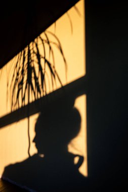 Bir kadın ya da kızın dramatik yüksek kontrastlı silueti ve altın saat boyunca duvardaki bir palmiye ağacının gölgesi. Ilık güneş ışığı sakin, gizemli ve içe dönük bir atmosfer yaratır. Güneşli bir duvar.