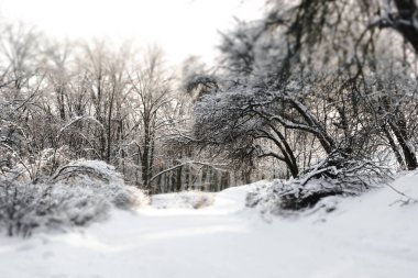 Derin karlı ve patikalı sakin bir kış ormanı, çıplak ağaçlar ve gün ışığında soğuk dallar. Bu otantik doğal sahne, karlı bir günün soğuk ve sessiz yalnızlığını yakalar..