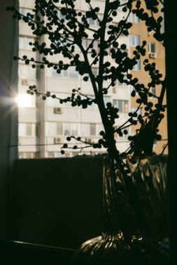 Pencere kenarına kırmızı böğürtlen dalları konmuş şeffaf cam bir vazo içeren minimalist iç hayat. Ilık doğal güneş ışığı duvarda zarif bir gölge ve ışık oyunu yaratır..