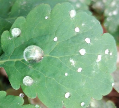 Yapraklara çiy damlaları düşer.