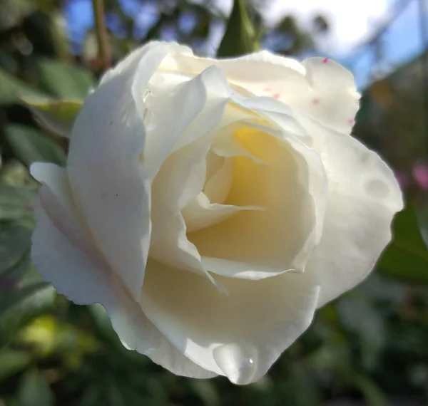 Weinende Rose Garten — Stockfoto