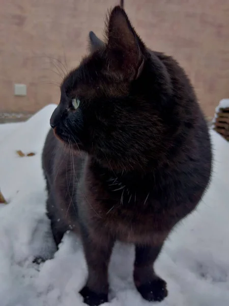 Kışın Kara Kedi — Stok fotoğraf