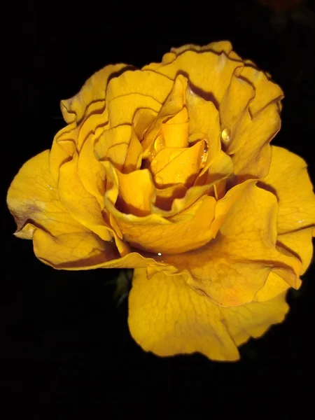Rosa Amarilla Jardín Nocturno — Foto de Stock